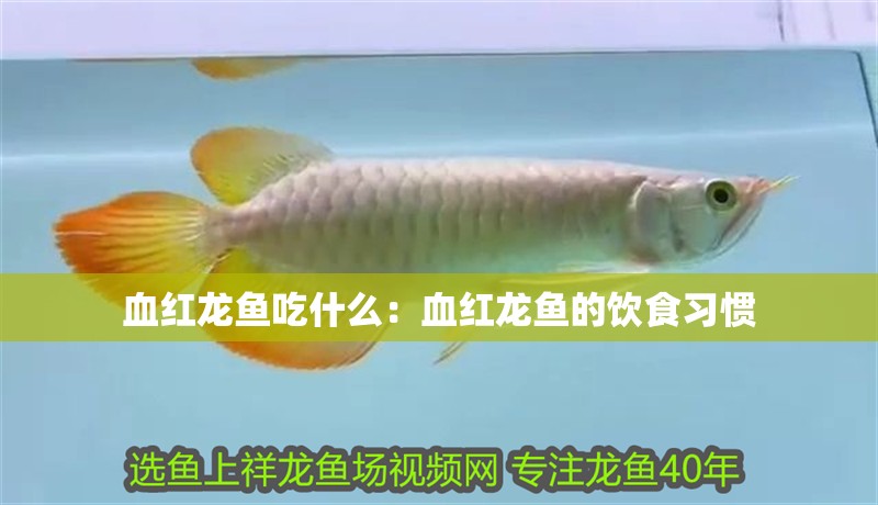 血紅龍魚吃什么：血紅龍魚的飲食習慣