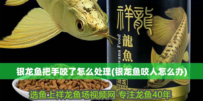 銀龍魚把手咬了怎么處理(銀龍魚咬人怎么辦)