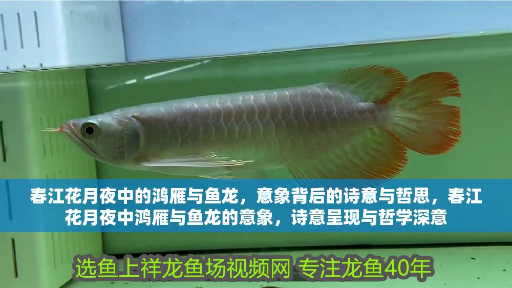 春江花月夜中的鴻雁與魚龍，意象背后的詩意與哲思，春江花月夜中鴻雁與魚龍的意象，詩意呈現與哲學深意