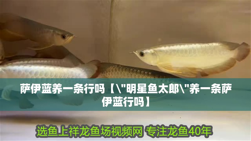 薩伊藍養一條行嗎【\