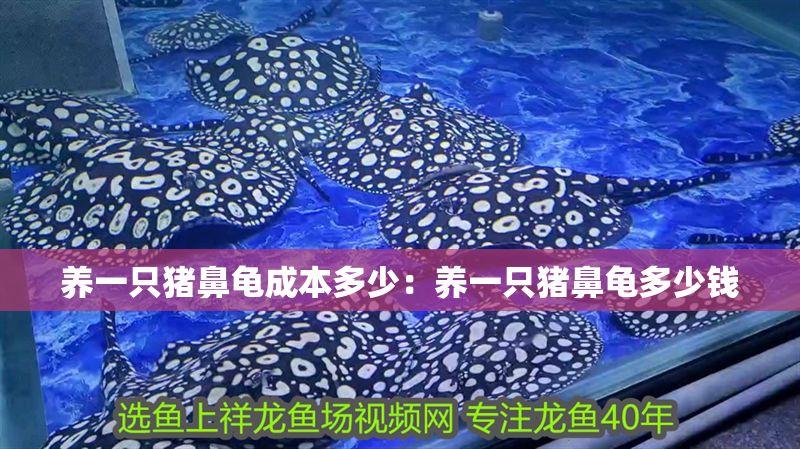 養(yǎng)一只豬鼻龜成本多少：養(yǎng)一只豬鼻龜多少錢