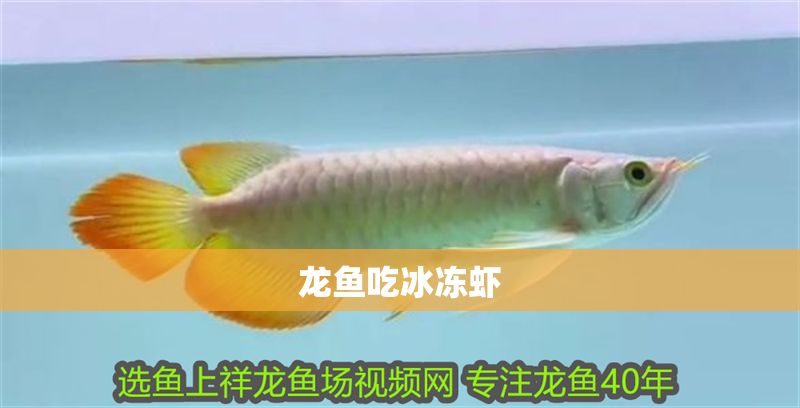 龍魚吃冰凍蝦