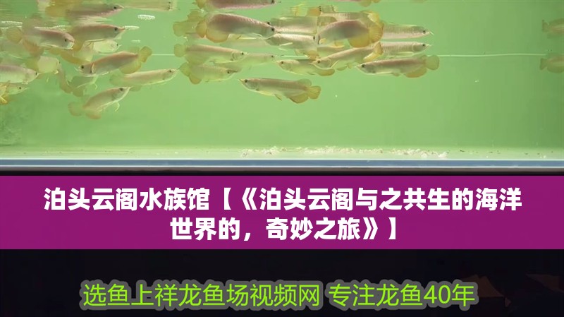 泊頭云閣水族館【《泊頭云閣與之共生的海洋世界的，奇妙之旅》】