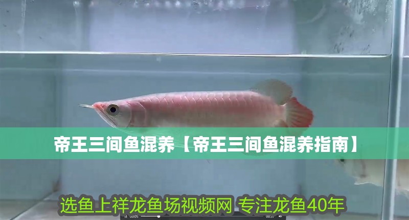 帝王三間魚混養【帝王三間魚混養指南】