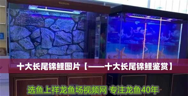 十大長尾錦鯉圖片【——十大長尾錦鯉鑒賞】