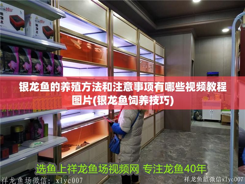 銀龍魚的養殖方法和注意事項有哪些視頻教程圖片(銀龍魚飼養技巧)