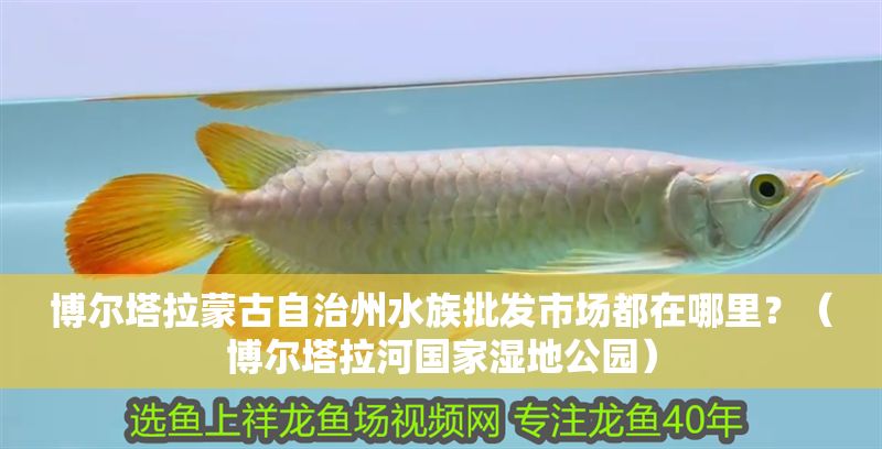 博爾塔拉蒙古自治州水族批發(fā)市場(chǎng)都在哪里？（博爾塔拉河國(guó)家濕地公園）