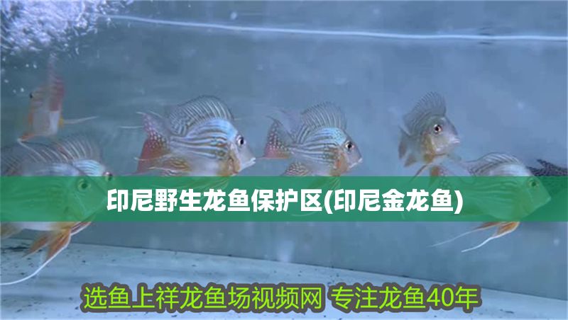 印尼野生龍魚保護區(印尼金龍魚)