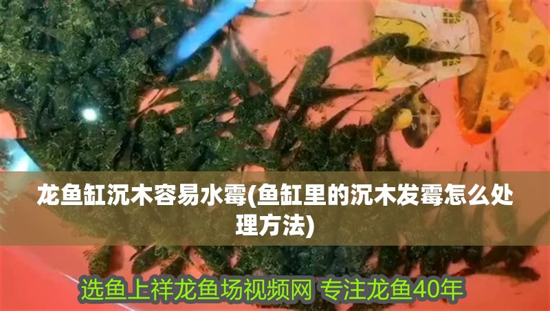 龍魚缸沉木容易水霉(魚缸里的沉木發霉怎么處理方法)