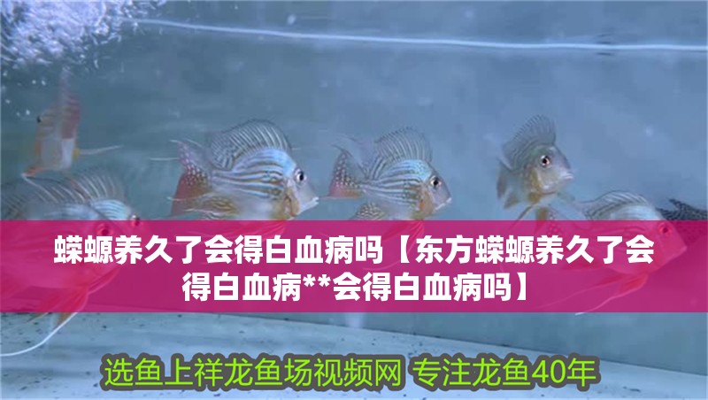 蠑螈養(yǎng)久了會(huì)得白血病嗎【東方蠑螈養(yǎng)久了會(huì)得白血病**會(huì)得白血病嗎】