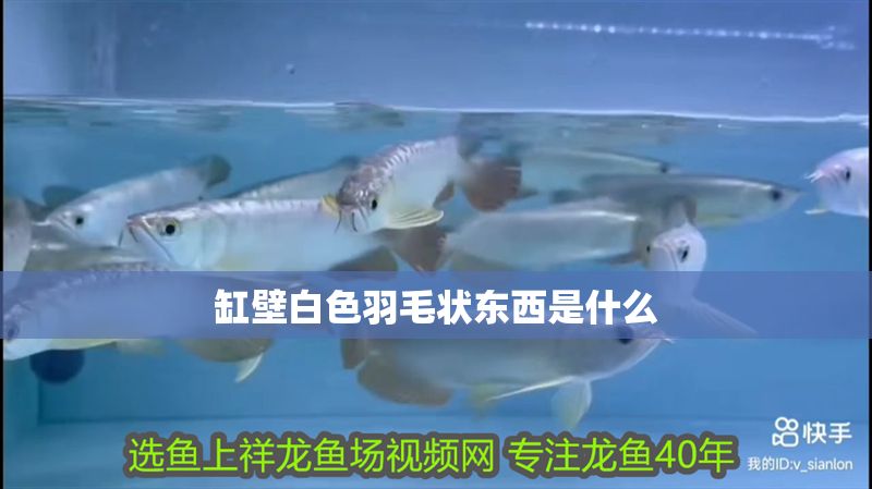 缸壁白色羽毛狀東西是什么