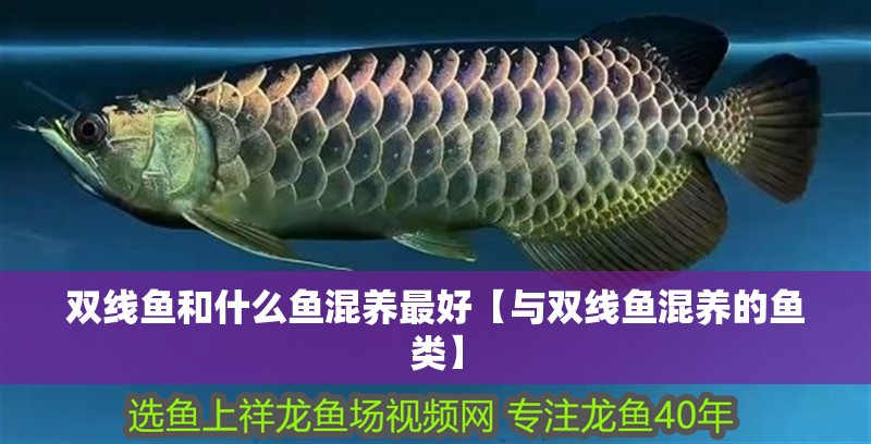 雙線魚和什么魚混養(yǎng)最好【與雙線魚混養(yǎng)的魚類】