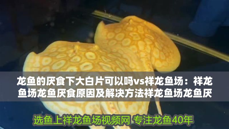 龍魚的厭食下大白片可以嗎vs祥龍魚場：祥龍魚場龍魚厭食原因及解決方法祥龍魚場龍魚厭食原因及解決方法