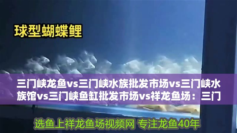 三門峽龍魚vs三門峽水族批發市場vs三門峽水族館vs三門峽魚缸批發市場vs祥龍魚場：三門峽地區的龍魚養殖市場