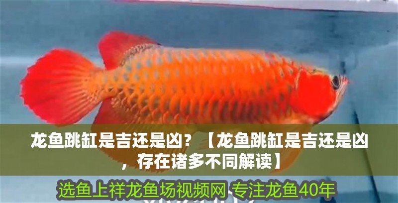 龍魚跳缸是吉還是兇？【龍魚跳缸是吉還是兇，存在諸多不同解讀】