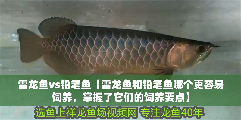 雷龍魚vs鉛筆魚【雷龍魚和鉛筆魚哪個更容易飼養，掌握了它們的飼養要點】