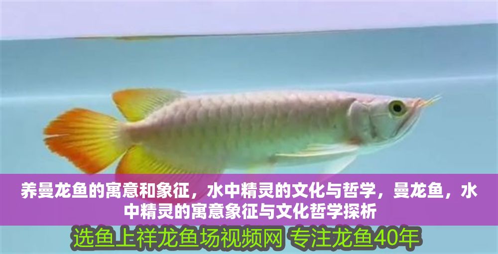 養曼龍魚的寓意和象征，水中精靈的文化與哲學，曼龍魚，水中精靈的寓意象征與文化哲學探析