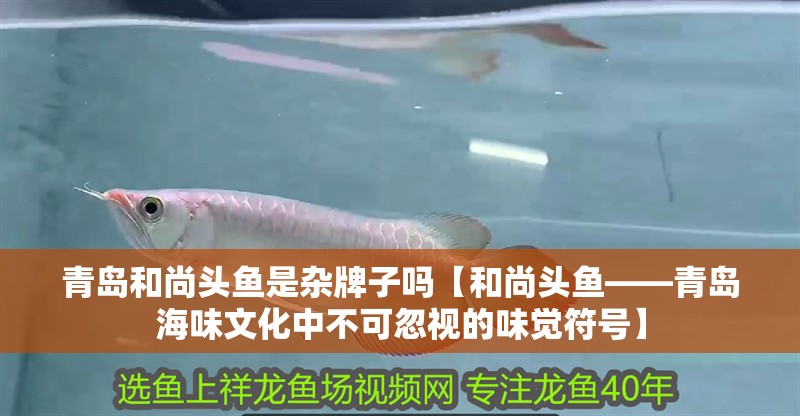 青島和尚頭魚是雜牌子嗎【和尚頭魚——青島海味文化中不可忽視的味覺符號(hào)】
