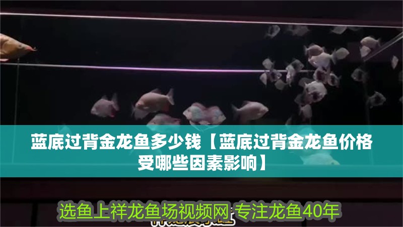 藍底過背金龍魚多少錢【藍底過背金龍魚價格受哪些因素影響】