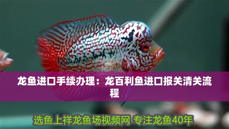 龍魚進口手續辦理：龍百利魚進口報關清關流程