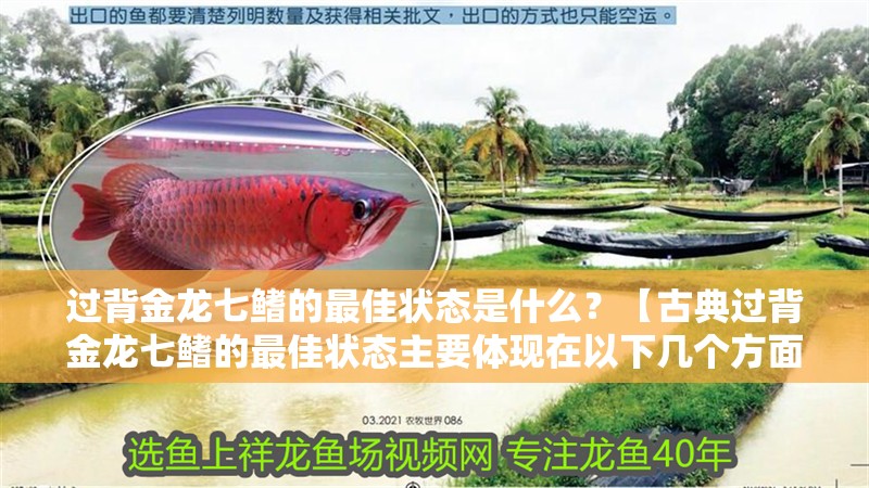 過背金龍七鰭的最佳狀態(tài)是什么？【古典過背金龍七鰭的最佳狀態(tài)主要體現(xiàn)在以下幾個方面】