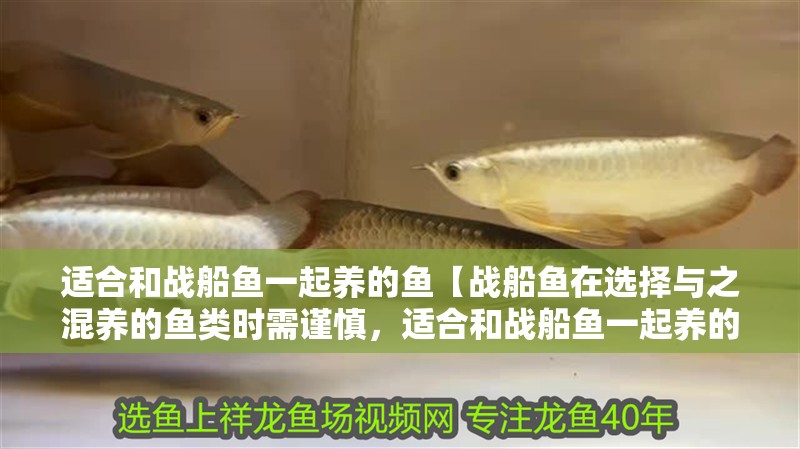 適合和戰船魚一起養的魚【戰船魚在選擇與之混養的魚類時需謹慎，適合和戰船魚一起養的魚類】