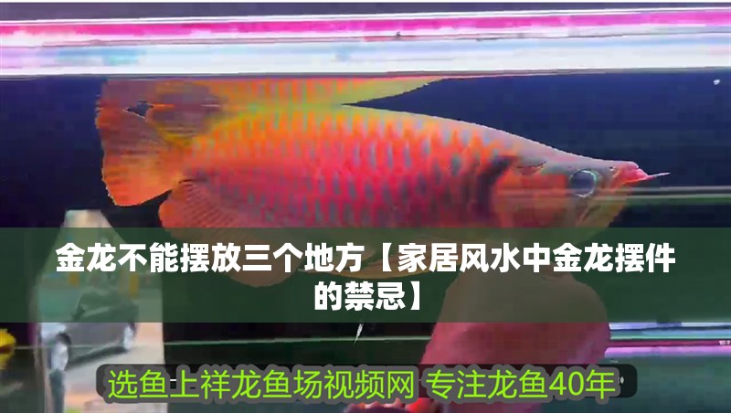 金龍不能擺放三個地方【家居風(fēng)水中金龍擺件的禁忌】