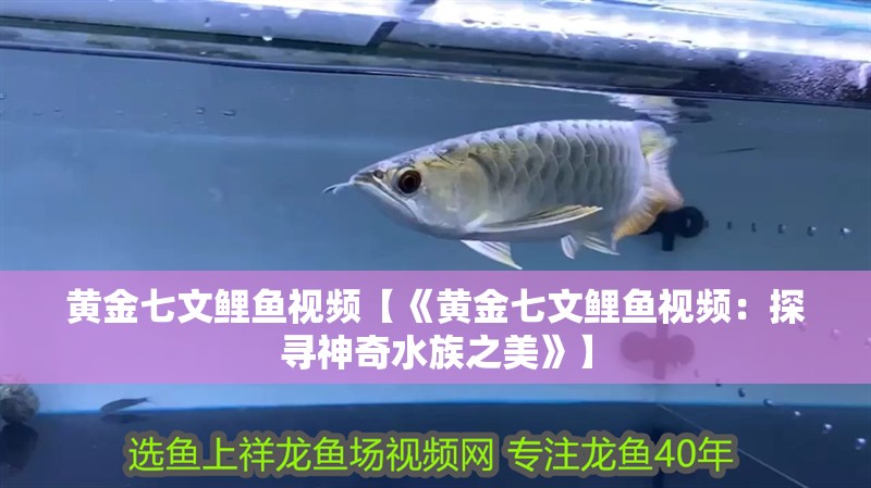 黃金七文鯉魚視頻【《黃金七文鯉魚視頻：探尋神奇水族之美》】