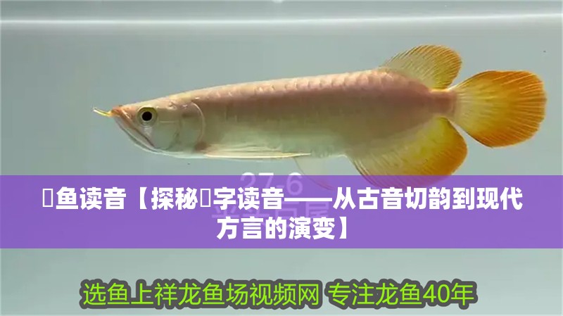 魟魚讀音【探秘魟字讀音——從古音切韻到現(xiàn)代方言的演變】
