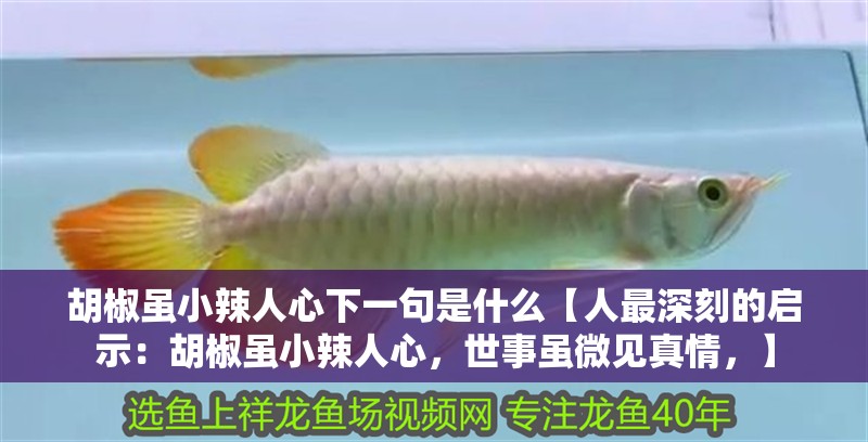 胡椒雖小辣人心下一句是什么【人最深刻的啟示：胡椒雖小辣人心，世事雖微見(jiàn)真情，】