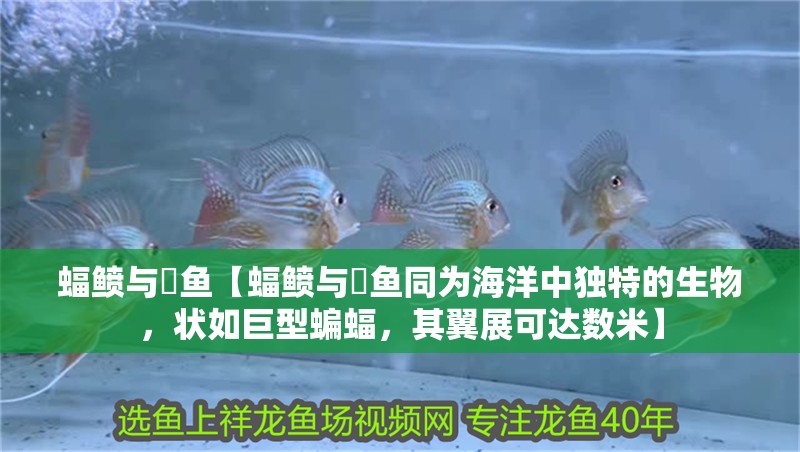 蝠鲼與鮣魚【蝠鲼與鮣魚同為海洋中獨特的生物，狀如巨型蝙蝠，其翼展可達數米】