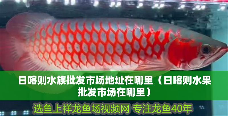 日喀則水族批發(fā)市場地址在哪里（日喀則水果批發(fā)市場在哪里）