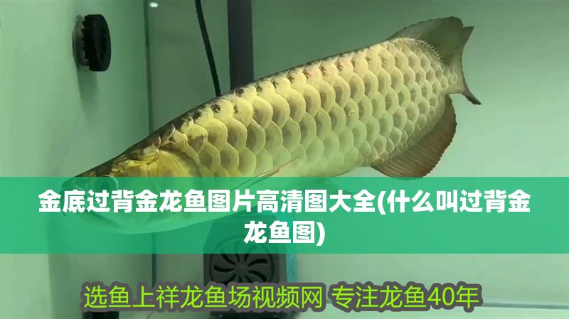 金底過背金龍魚圖片高清圖大全(什么叫過背金龍魚圖)