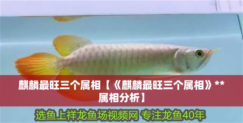 麒麟最旺三個屬相【《麒麟最旺三個屬相》**屬相分析】