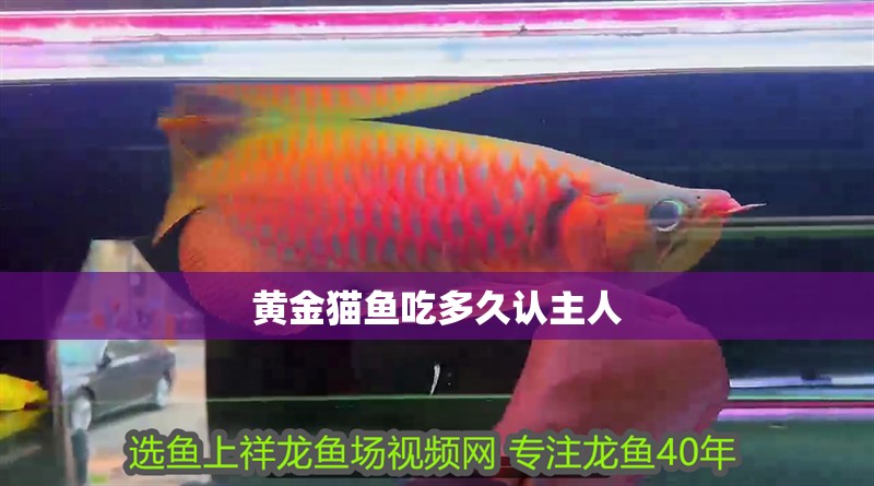 黃金貓魚吃多久認主人