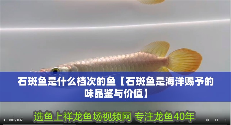 石斑魚(yú)是什么檔次的魚(yú)【石斑魚(yú)是海洋賜予的味品鑒與價(jià)值】