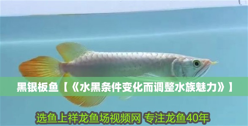 黑銀板魚【《水黑條件變化而調(diào)整水族魅力》】