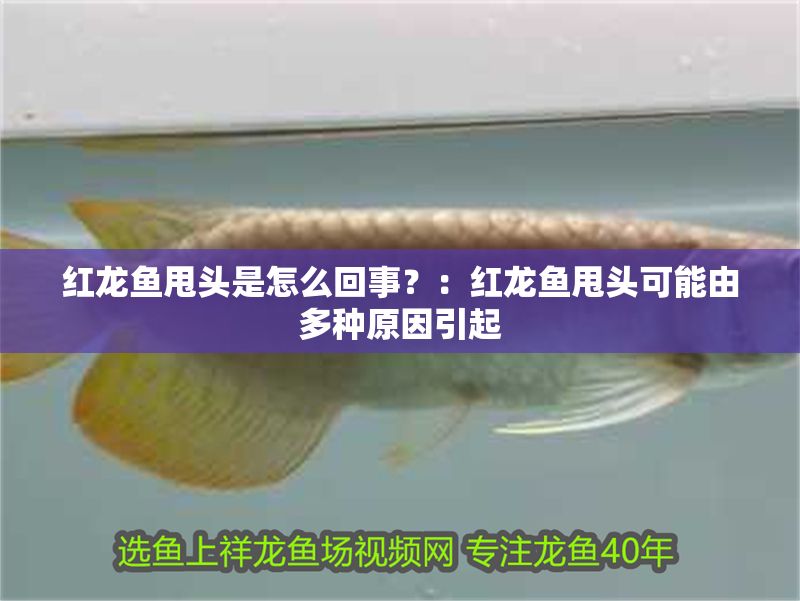 紅龍魚甩頭是怎么回事？：紅龍魚甩頭可能由多種原因引起