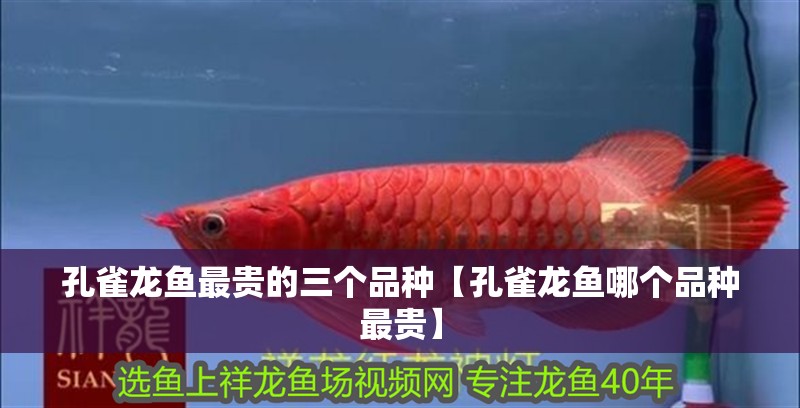 孔雀龍魚最貴的三個品種【孔雀龍魚哪個品種最貴】
