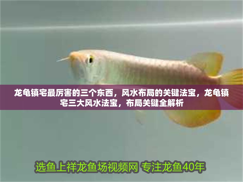 龍龜鎮宅最厲害的三個東西，風水布局的關鍵法寶，龍龜鎮宅三大風水法寶，布局關鍵全解析