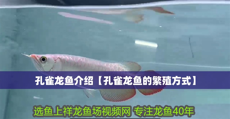 孔雀龍魚介紹【孔雀龍魚的繁殖方式】