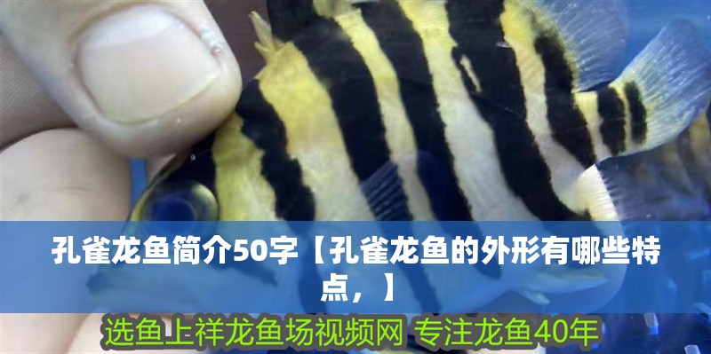 孔雀龍魚簡介50字【孔雀龍魚的外形有哪些特點，】