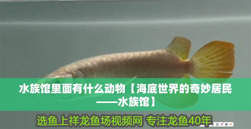 水族館里面有什么動物【海底世界的奇妙居民——水族館】