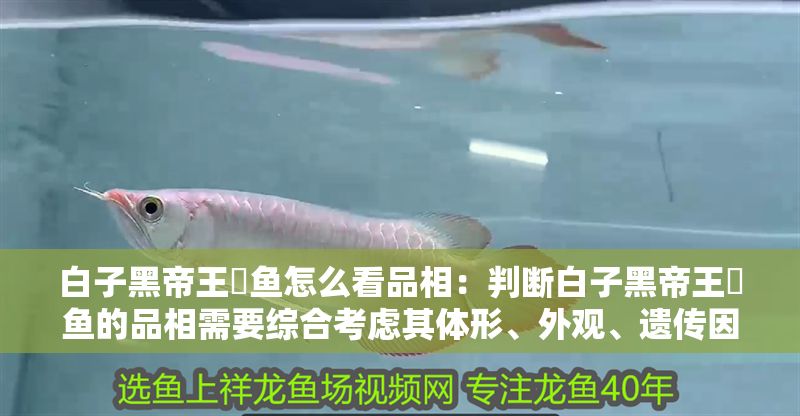 白子黑帝王魟魚怎么看品相：判斷白子黑帝王魟魚的品相需要綜合考慮其體形、外觀、遺傳因素和環(huán)境因素