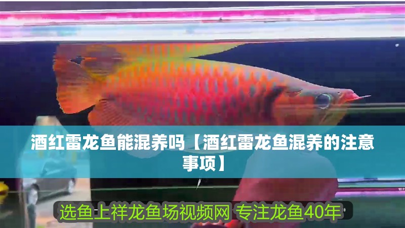 酒紅雷龍魚能混養(yǎng)嗎【酒紅雷龍魚混養(yǎng)的注意事項(xiàng)】