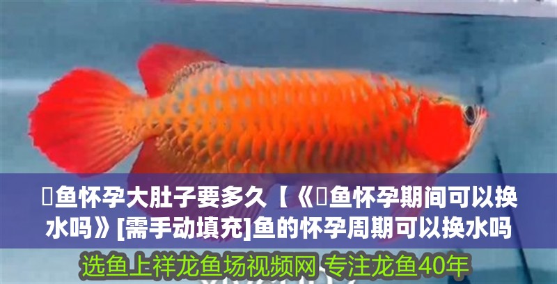 魟魚懷孕大肚子要多久【《魟魚懷孕期間可以換水嗎》[需手動填充]魚的懷孕周期可以換水嗎】