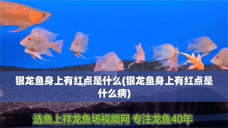 銀龍魚身上有紅點是什么(銀龍魚身上有紅點是什么病)
