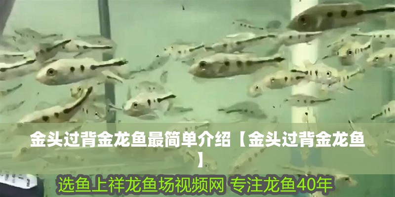金頭過背金龍魚最簡單介紹【金頭過背金龍魚】