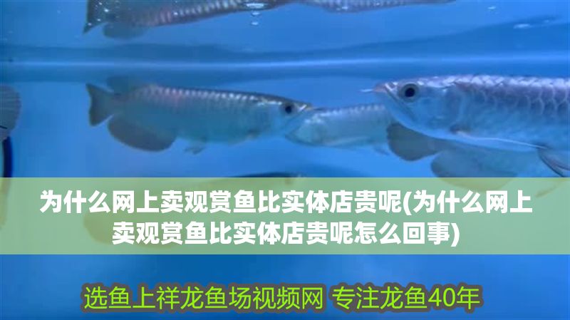 為什么網上賣觀賞魚比實體店貴呢(為什么網上賣觀賞魚比實體店貴呢怎么回事)