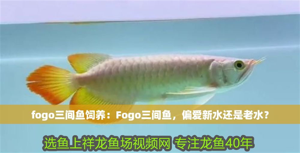 fogo三間魚飼養：Fogo三間魚，偏愛新水還是老水？